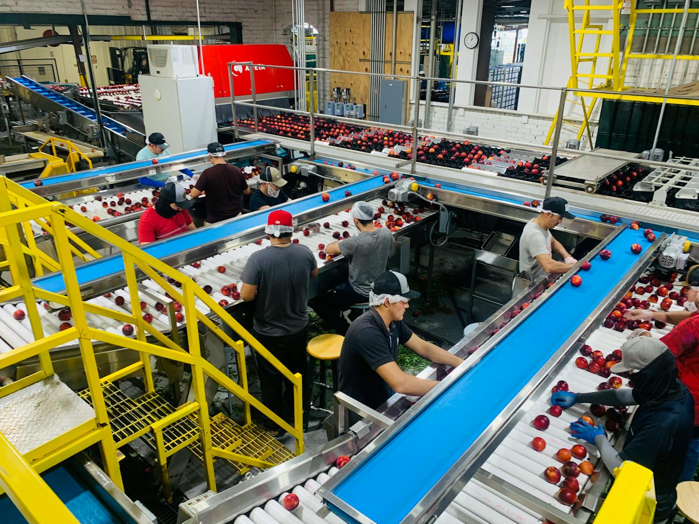 Fruit sorting & packing line